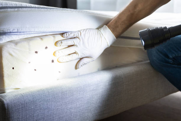 Reliable Atlantic Highlands, NJ Pest Control Solutions