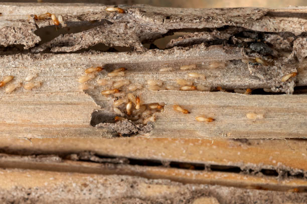 Best Flea Control Services  in Atlantic Highlands, NJ